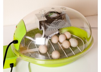 Erros comuns ao usar uma chocadeira e como evitá-los